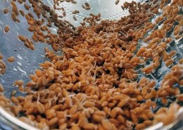 How To Sprout Grain